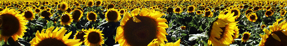 NEXTNEXUS Rotating Header Image